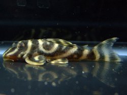 Hypancistrus sp. (L270)