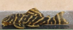 Hypancistrus sp. (L270)