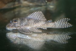 Hypancistrus sp. (L411)