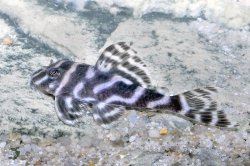 Hypancistrus sp. (L450) - Click for species page