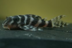Hypancistrus sp. (L450)