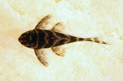 Hypancistrus sp. (L454)