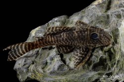 Hypancistrus sp. (L066)