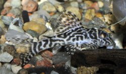 Hypancistrus sp. (L066)