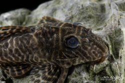 Hypancistrus sp. (L066)