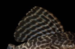 Hypancistrus sp. (L066)