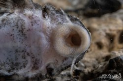 Hypancistrus sp. (L400)