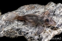 Hypancistrus sp. (L411)