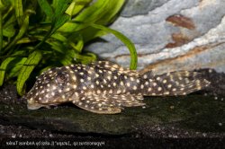 Hypancistrus sp. (L489) - Click for species page