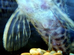 Hypancistrus yudja