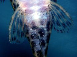 Hypancistrus yudja