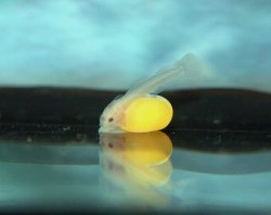 Hypancistrus yudja