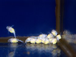 Hypancistrus yudja