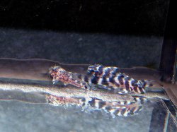 Hypancistrus yudja