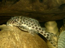 Hypancistrus yudja
