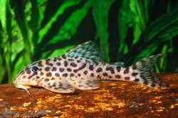 Hypancistrus yudja