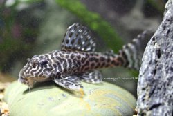 Hypancistrus yudja