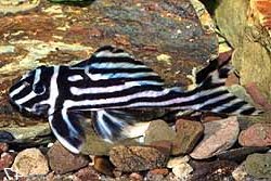 Hypancistrus zebra