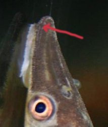 Hypoptopoma inexspectatum