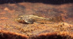 Hypostomus ancistroides