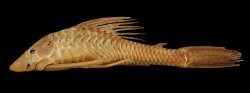 Hypostomus annectens - Click for species data page