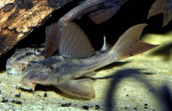 Hypostomus basilisko