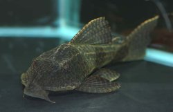 Hypostomus borellii - Click for species page