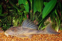 Hypostomus boulengeri