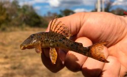 Hypostomus cafuringa - Click for species page