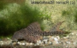 Hypostomus carinatus - Click for species page