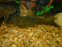 Hypostomus cf. ternetzi - Click for species data page