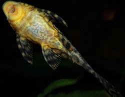 Hypostomus faveolus