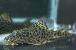 Hypostomus fuscomaculatus - Click for species page