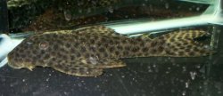 Hypostomus fuscomaculatus