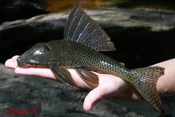 Hypostomus gymnorhynchus - Click for species page