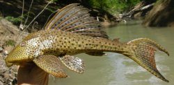 Hypostomus hemicochliodon