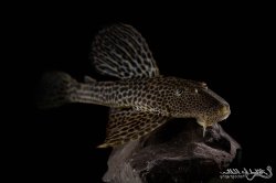 Hypostomus isbrueckeri - Click for species data page