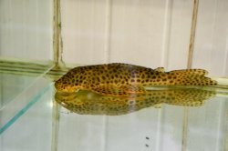 Hypostomus jaguar