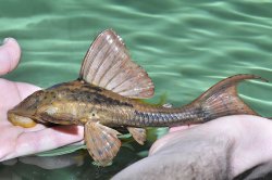 Hypostomus khimaera - Click for species data page