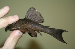 Hypostomus latifrons