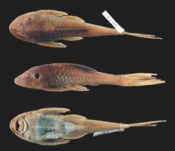 Hypostomus levis - Click for species data page