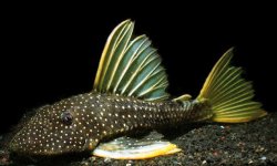 Hypostomus luteus - Click for species data page