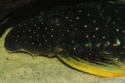 Hypostomus luteus