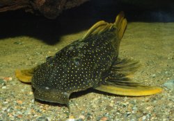 Hypostomus luteus