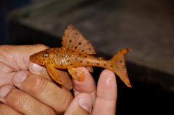 Hypostomus macushi