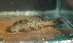 Hypostomus micromaculatus