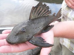 Hypostomus micromaculatus