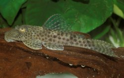 Hypostomus mutucae - Click for species data page