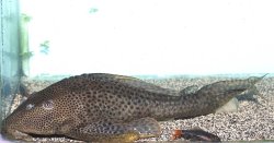 Hypostomus oculeus - Click for species page