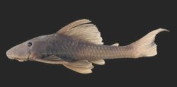 Hypostomus pagei - Click for species data page